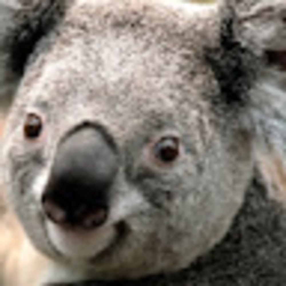 Meet your Posher, Noreen